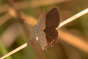 Eastern Tailed Blue Butterfly